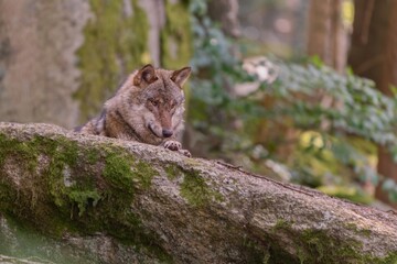A gray wolf (Canis lupus) resting on a rock. Wildlife scene with a adult wolf. European wilf in the...