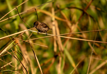 Scaly-breasted munia (Lonchura punctulata)