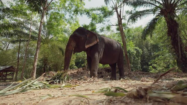 Elephant eats reeds in national park. Elephant farm for tourists in Thailand, elephant eating grass in the forest. Wild nature, wildlife, animals in natural environment summer, travel concept.
