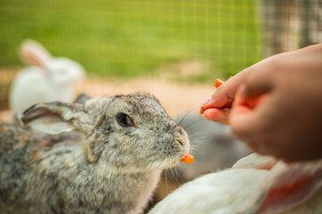 close-up of rabbits on the farm, feeding rabbits by hand, pets.