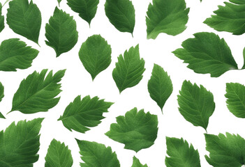 Fototapeta na wymiar Green foliage texture isolated on white background