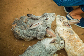close-up of rabbits on the farm, feeding rabbits by hand, pets.