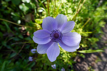 pretty blue garden flower. spring blooming anemone flower with blue petals 