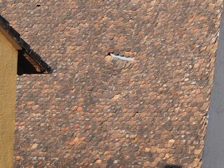 brüchiges Dach mit Biberschwanz Ziegeln