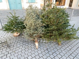 Weihnachtsbaum nach dem FestDeutschland