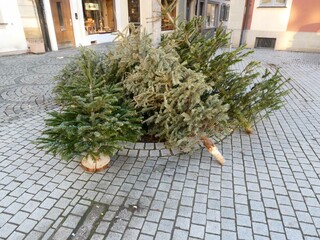 Weihnachtsbaum nach dem FestDeutschland
