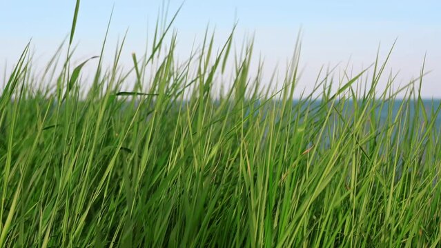 Minimalism grass on the beach closeup with sea and sky background
