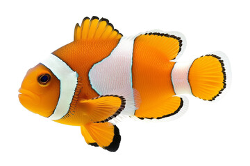 Orange Clownfish with White Stripes isolated on transparent background - obrazy, fototapety, plakaty