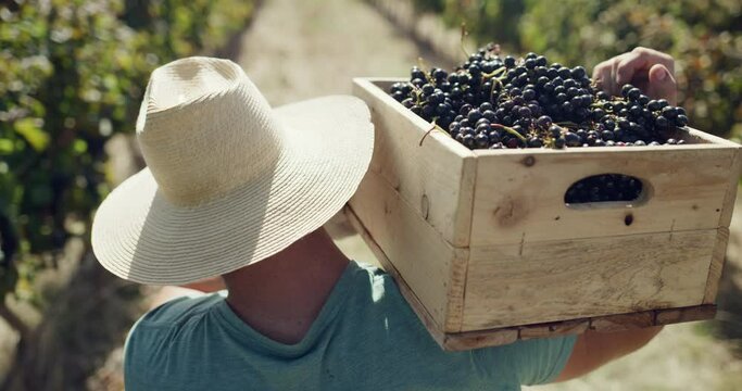Grapes, wine farm and person walking, farming and collect fruits in countryside, vineyard or sustainable nature. Harvest container, eco friendly and back of farmer with produce for agro business
