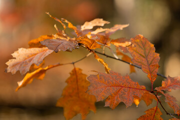 紅葉