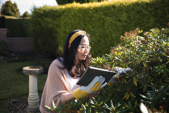 Asian woman wearing a yellow hairband, protective goggles and gardening gloves learning gardening by watching online tutorials on her digital tablet in a sunny day in Edinburgh, Scotland, United, King