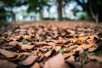 Dried leaves fell from the trees and littered the ground in the park.