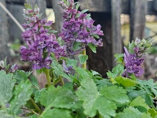 Obraz premium flowers in the garden