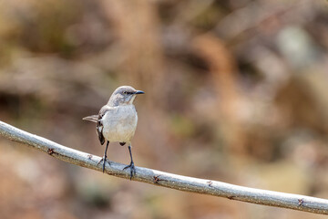 Northern Mocking Bird (Mimus polyglottos) perched on branch blurred bokeh background horizontal photo with copy space