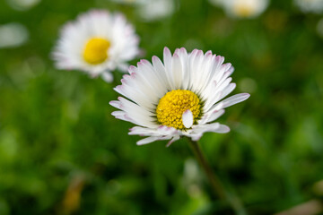 Obraz premium Gänseblümchen auf Wiese