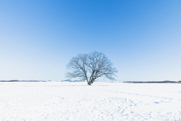 Fototapeta na wymiar 冬のハルニレの木