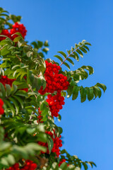 Rowan berry in the summer. Blue sky against a background of bright berries.  A natural postcard.