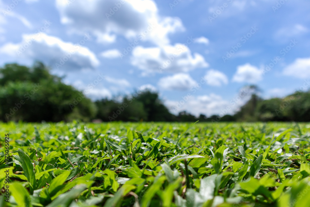 Wall mural green grass field in park or forest with cloudy sky, shallow depth of field