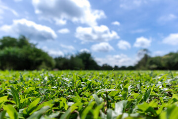 green grass field in park or forest with cloudy sky, shallow depth of field