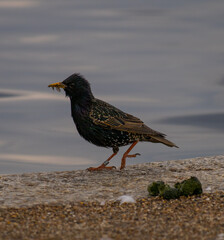 bird on the beach