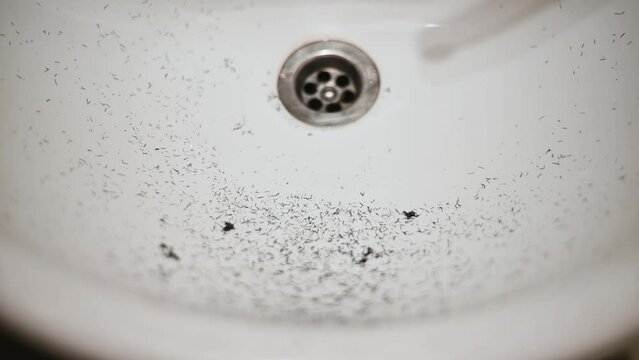 Shaved stubble hair in the bathroom sink