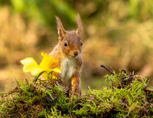 Curious little scottish red squirrel in spring with daffodils in the forest with natural background
