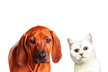 Funny Rhodesian Ridgeback puppy and a British silver chinchilla cat.
