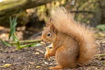 Cute little scottish red squirrel in the forest