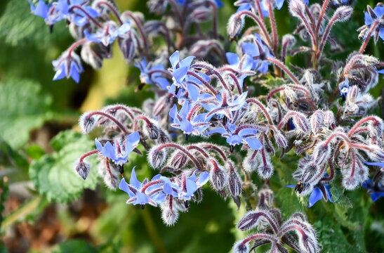 ルリヂシャ　Borage