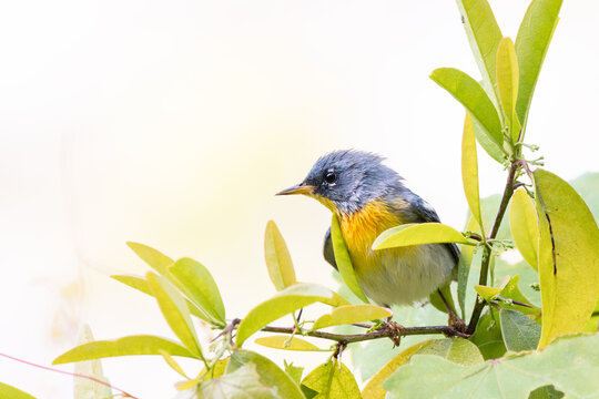 A northern parula (Setophaga americana) warbler, a small colorful songbird, in a tree in Sarasota, Florida