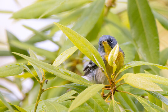 A northern parula (Setophaga americana) warbler, a small colorful songbird, in a tree in Sarasota, Florida