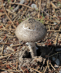 Un champignon dans le sous bois - 773072541