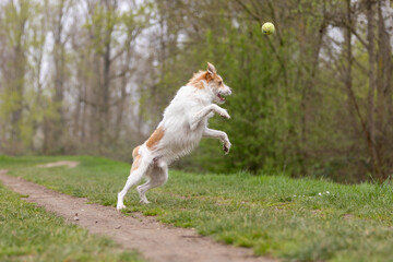 Hund fängt Ball