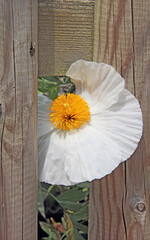 jolie fleur blanche dans la clôture - 773072585