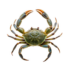 Swimming crab on transparent background
