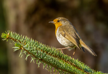 Robin redbreast bird close up
