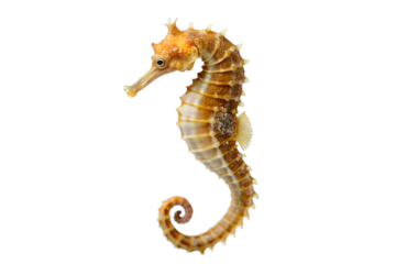 Sea horse on transparent background