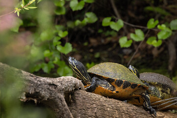 Two turtles on a log in southwest Florida