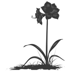 Silhouette amaryllis flower in the ground black color only - obrazy, fototapety, plakaty