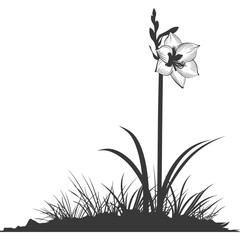 Silhouette amaryllis flower in the ground black color only - obrazy, fototapety, plakaty