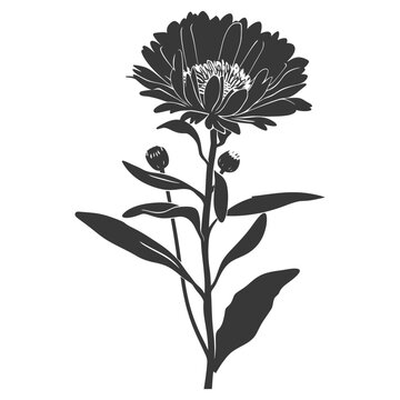 black aster flower silhouette on white clip art preview