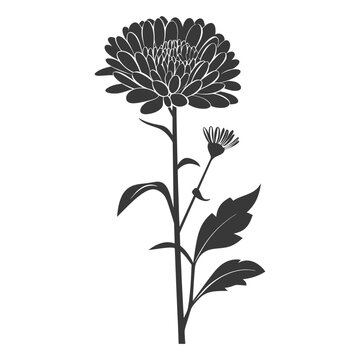 black chrysanthemum flower silhouette on white clip art preview