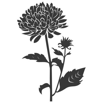 recommend clip art: Silhouette aster flower black color only