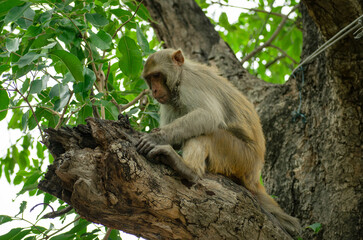 indian macaque