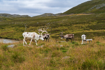 Reindeer in Nordkapp North Cape in Norway