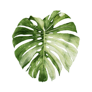 Monstera Deliciosa Albo Variegata leaves, tropical plant on an isolated white background, watercolor hand drawn illustration 
