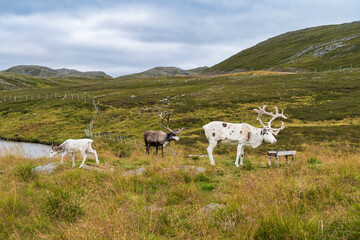 Reindeer in Nordkapp North Cape in Norway - 773083309