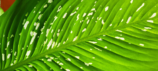 tropical plant with green leaves