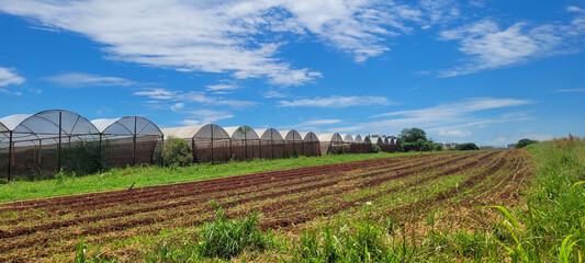 vegetable garden with vegetables planted on plowed land and in a greenhouse