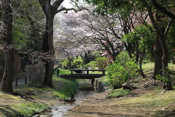 クリークにかかる橋と、、その上に咲く桜。